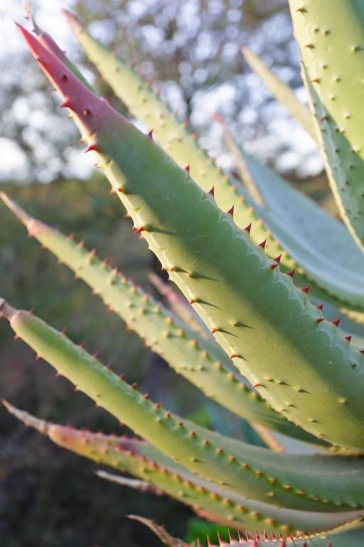 מלון אאודטסהורן Aloe Manor מראה חיצוני תמונה
